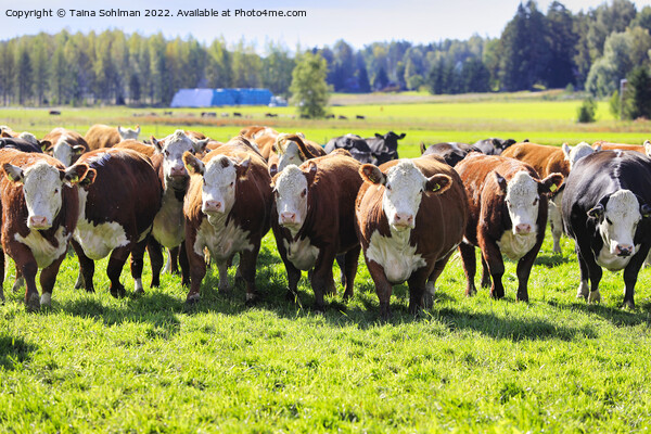 Hereford Cattle Moving Towards Camera  Picture Board by Taina Sohlman