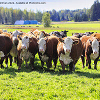 Buy canvas prints of Hereford Cattle Moving Towards Camera  by Taina Sohlman