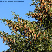 Buy canvas prints of Norway Spruce Tree With Lots of Cones by Taina Sohlman