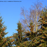 Buy canvas prints of Norway Spruce Trees With Lots of Cones by Taina Sohlman
