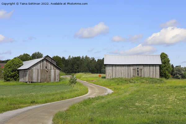 Dirt Road and Country Barns in the  Summer Picture Board by Taina Sohlman