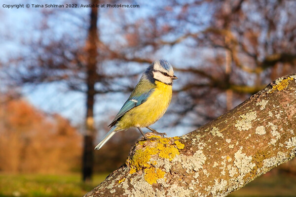 Eurasian Blue Tit on a Branch Picture Board by Taina Sohlman
