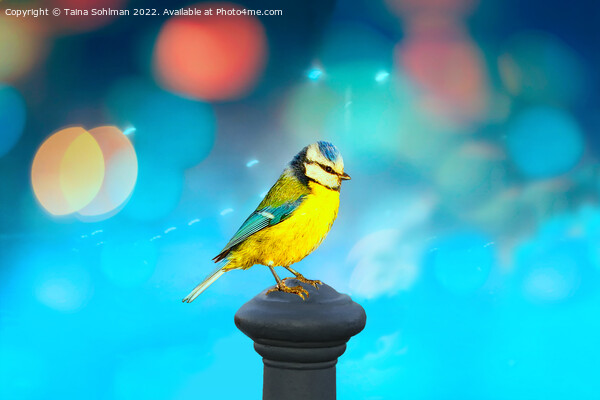 Blue Tit with Turquoise Bokeh Background Picture Board by Taina Sohlman