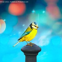 Buy canvas prints of Blue Tit with Turquoise Bokeh Background by Taina Sohlman
