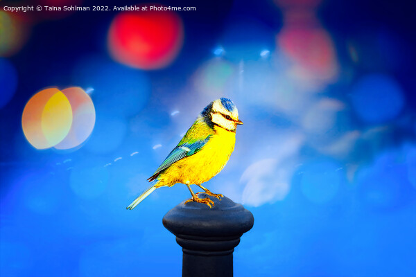 Blue Tit with Blue Bokeh Background Picture Board by Taina Sohlman