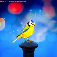 Buy canvas prints of Blue Tit with Blue Bokeh Background by Taina Sohlman