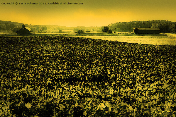 The Yellow Field Picture Board by Taina Sohlman