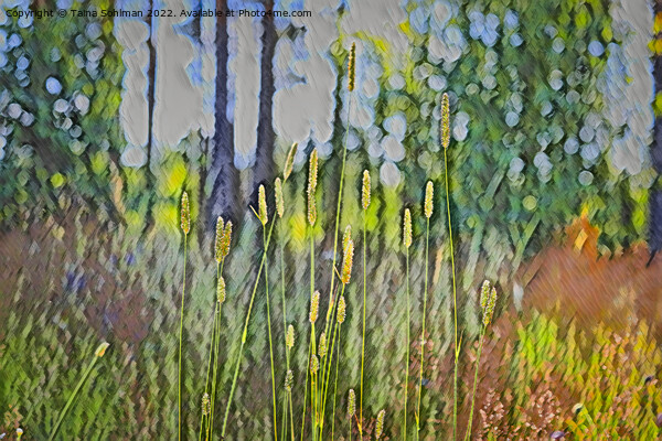 Grass at the Edge of Forest  Picture Board by Taina Sohlman