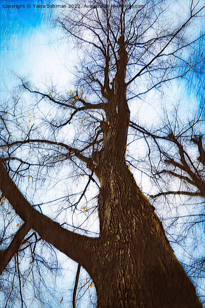 Bare Tree Against Sky in Autumn Digital Art Picture Board by Taina Sohlman