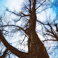 Buy canvas prints of Bare Tree Against Sky in Autumn Digital Art by Taina Sohlman