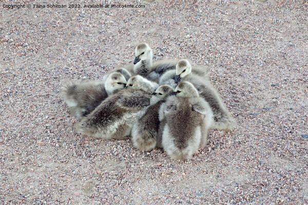 Baby Geese Keeping Warm Picture Board by Taina Sohlman