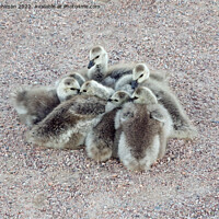 Buy canvas prints of Baby Geese Keeping Warm by Taina Sohlman