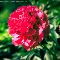 Buy canvas prints of Beautiful Red Peony  by Taina Sohlman