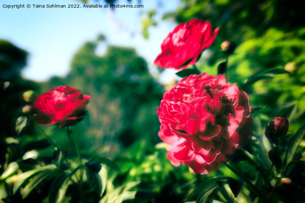 Beautiful Red Peonies in the Garden  Picture Board by Taina Sohlman