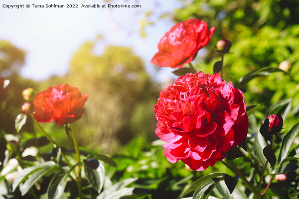 Beautiful Red Peonies in Sunny Garden Picture Board by Taina Sohlman