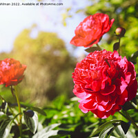 Buy canvas prints of Beautiful Red Peonies in Sunny Garden by Taina Sohlman