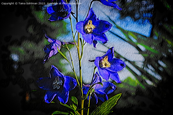 Blue Delphinium  Picture Board by Taina Sohlman