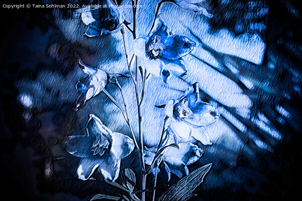Delphinium Blue Monochrome Picture Board by Taina Sohlman