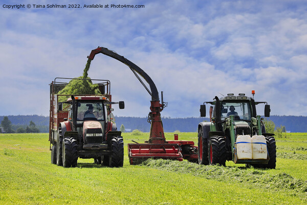 Two Tractors Harvesting Grass for Cattle Feed Picture Board by Taina Sohlman