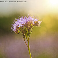 Buy canvas prints of Bumblebee Feeding on Lacy Phacelia in Golden Sunli by Taina Sohlman