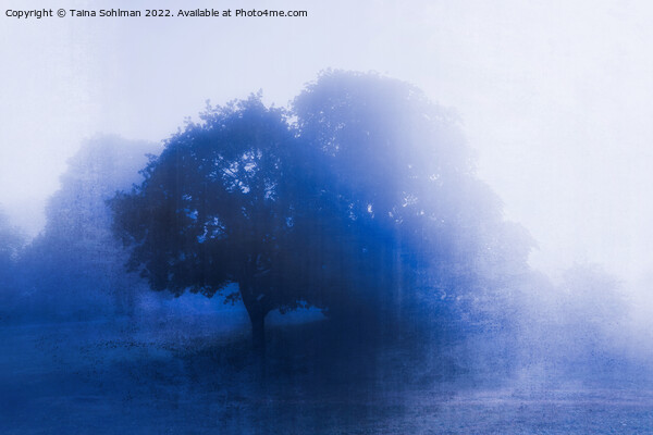 Tree in Blue Fog Blue Monochrome Picture Board by Taina Sohlman