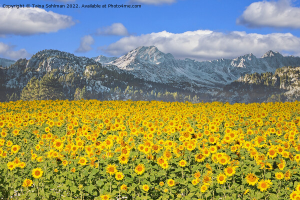Sunflower Field in the Mountains  Picture Board by Taina Sohlman