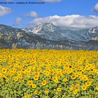 Buy canvas prints of Sunflower Field in the Mountains  by Taina Sohlman