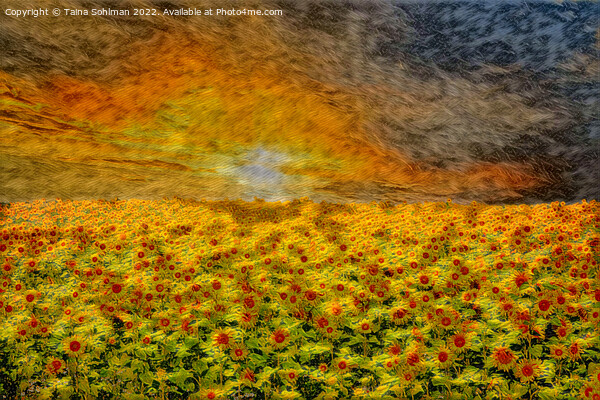 Fiery Sunrise over Sunflower Field  Picture Board by Taina Sohlman