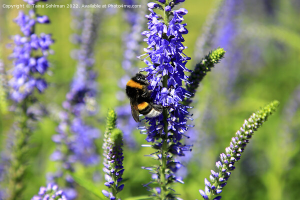 Bumblebee Feeding on Hyssop Picture Board by Taina Sohlman