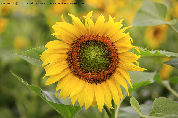 Beautiful Sunflower Growing in Field Picture Board by Taina Sohlman