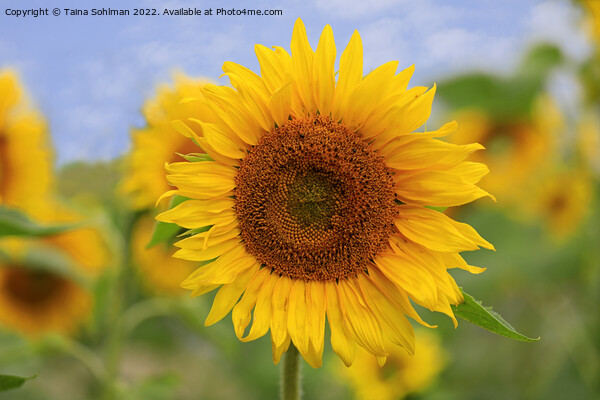 Beautiful Sunflower Picture Board by Taina Sohlman