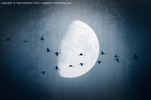 The Moon Sees Cranes Leave 1 Picture Board by Taina Sohlman