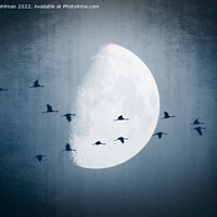Buy canvas prints of The Moon Sees Cranes Leave 1 by Taina Sohlman