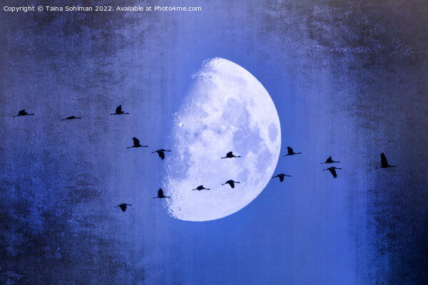 The Moon Sees Cranes Leave 2 Picture Board by Taina Sohlman
