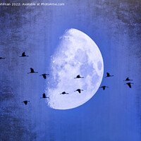 Buy canvas prints of The Moon Sees Cranes Leave 2 by Taina Sohlman