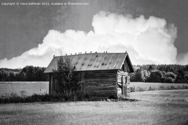 Small Rural Barn with Birds Black and White Picture Board by Taina Sohlman