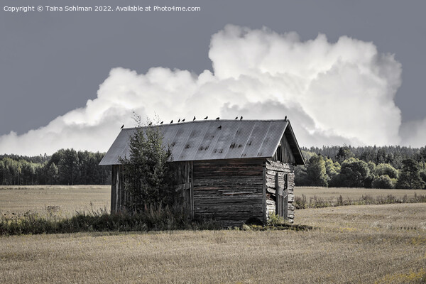 Small Rural Barn with Birds on the Roof Picture Board by Taina Sohlman