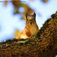 Buy canvas prints of Did You Bring Me Nuts - Squirrel Looking into Came by Taina Sohlman