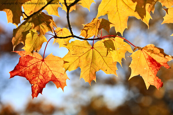 Colorful Maple Leaves in Autumn Picture Board by Taina Sohlman