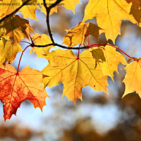 Buy canvas prints of Colorful Maple Leaves in Autumn by Taina Sohlman