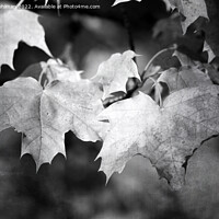 Buy canvas prints of Autumnal Maple Leaves Monochrome by Taina Sohlman