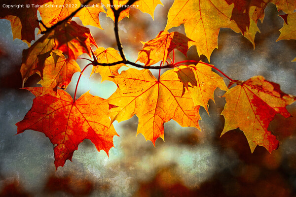 Colorful Maple Leaves in Autumn Digital Art Picture Board by Taina Sohlman