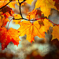 Buy canvas prints of Colorful Maple Leaves in Autumn Digital Art by Taina Sohlman