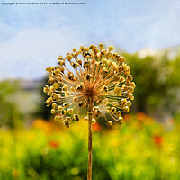 Buy canvas prints of Allium Giganteum Seed Head in the Summer by Taina Sohlman