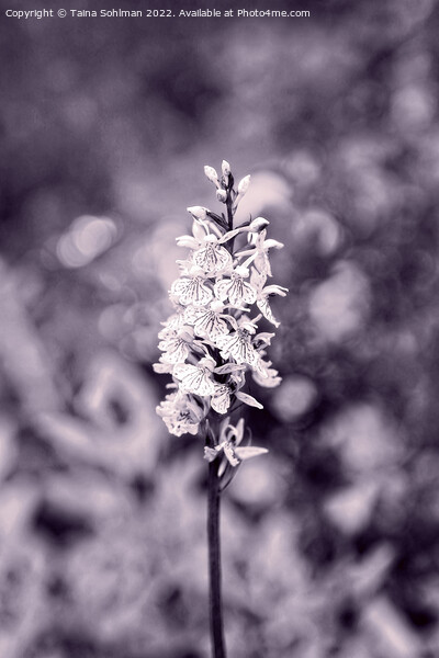 Dactylorhiza maculata, Heath Spotted Orchid Monoch Picture Board by Taina Sohlman