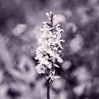 Buy canvas prints of Dactylorhiza maculata, Heath Spotted Orchid Monoch by Taina Sohlman