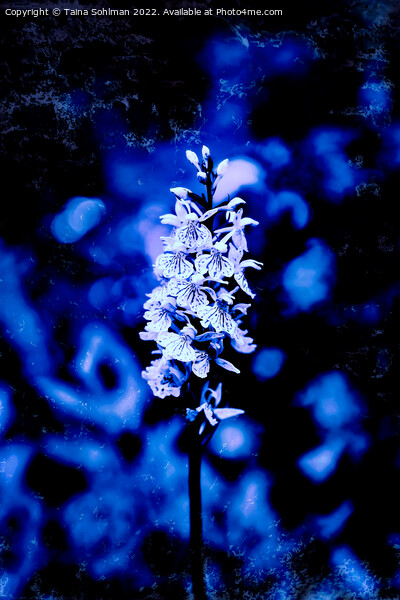 Dactylorhiza maculata, Heath Spotted Orchid in Blu Picture Board by Taina Sohlman