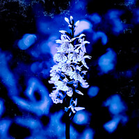 Buy canvas prints of Dactylorhiza maculata, Heath Spotted Orchid in Blu by Taina Sohlman