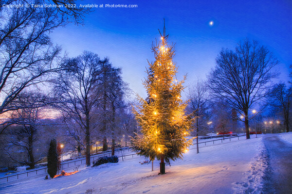 Illuminated Christmas Tree at Uskela Church, Finla Picture Board by Taina Sohlman