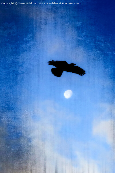 Hooded Crow's Night Flight  Picture Board by Taina Sohlman
